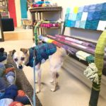 Shop with Your Dog in Reno, Nevada