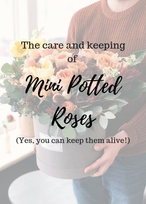 keep miniature potted roses alive