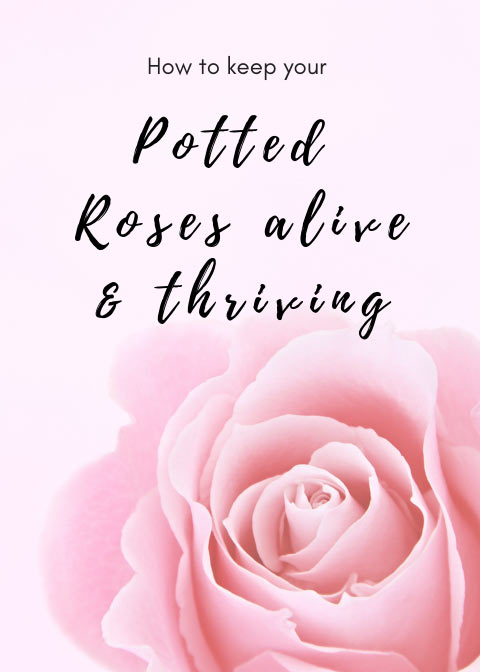 keep miniature potted roses alive